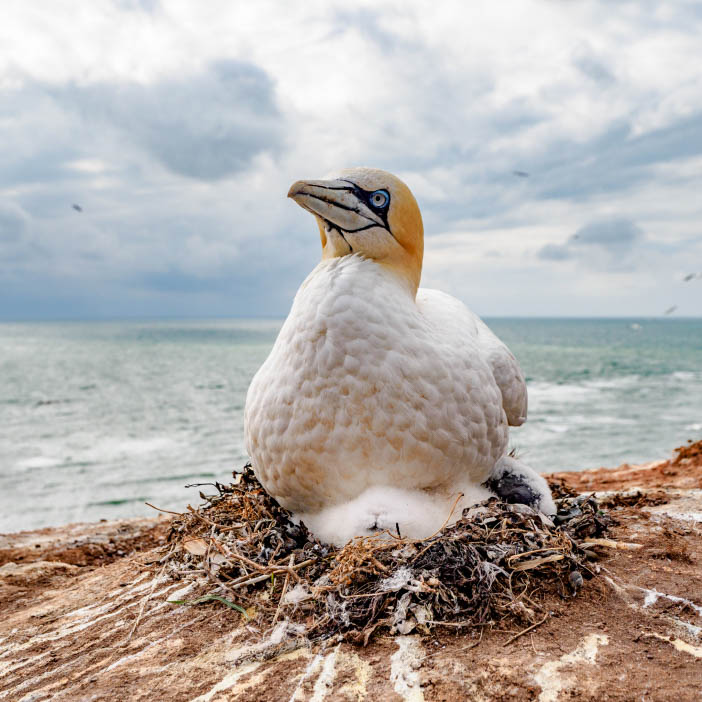 Helgoland a Dune