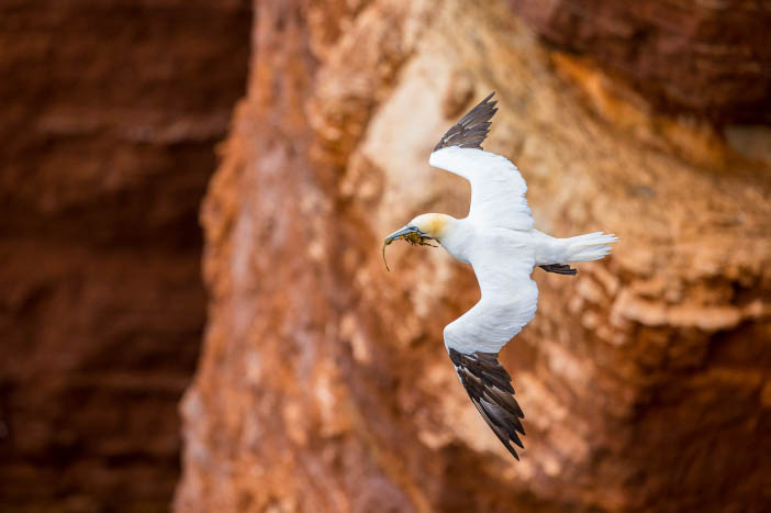 Helgoland a Dune