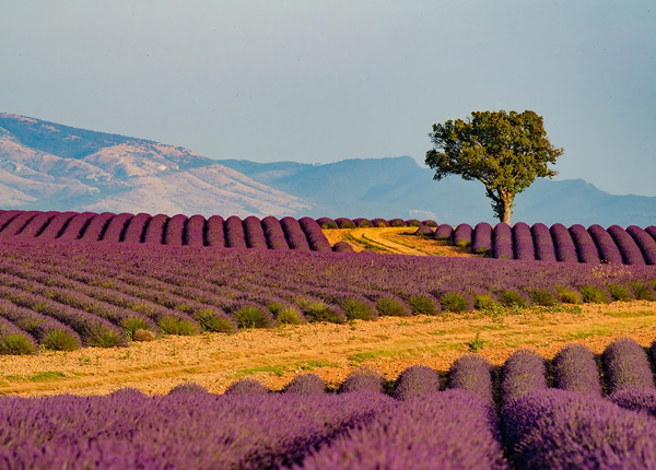 Francie - za krásami Provence