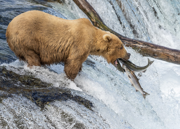 Aljaška - fotoexpedice za medvědy
