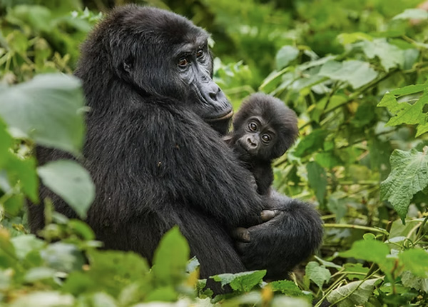 Uganda - putování za gorilami a šimpanzi